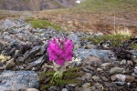 Alaska-2012-068