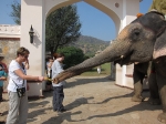 Anne offers banana to elephant