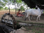 Cow-powered water wheel