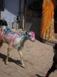 Decorated Goat