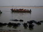 Water buffalo in the Ganges