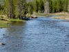 Bison crossing Firehole River IMG_1920