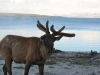 Elk at Lake Yellowstone IMG_1906