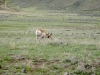 Pronghorn IMG_1745